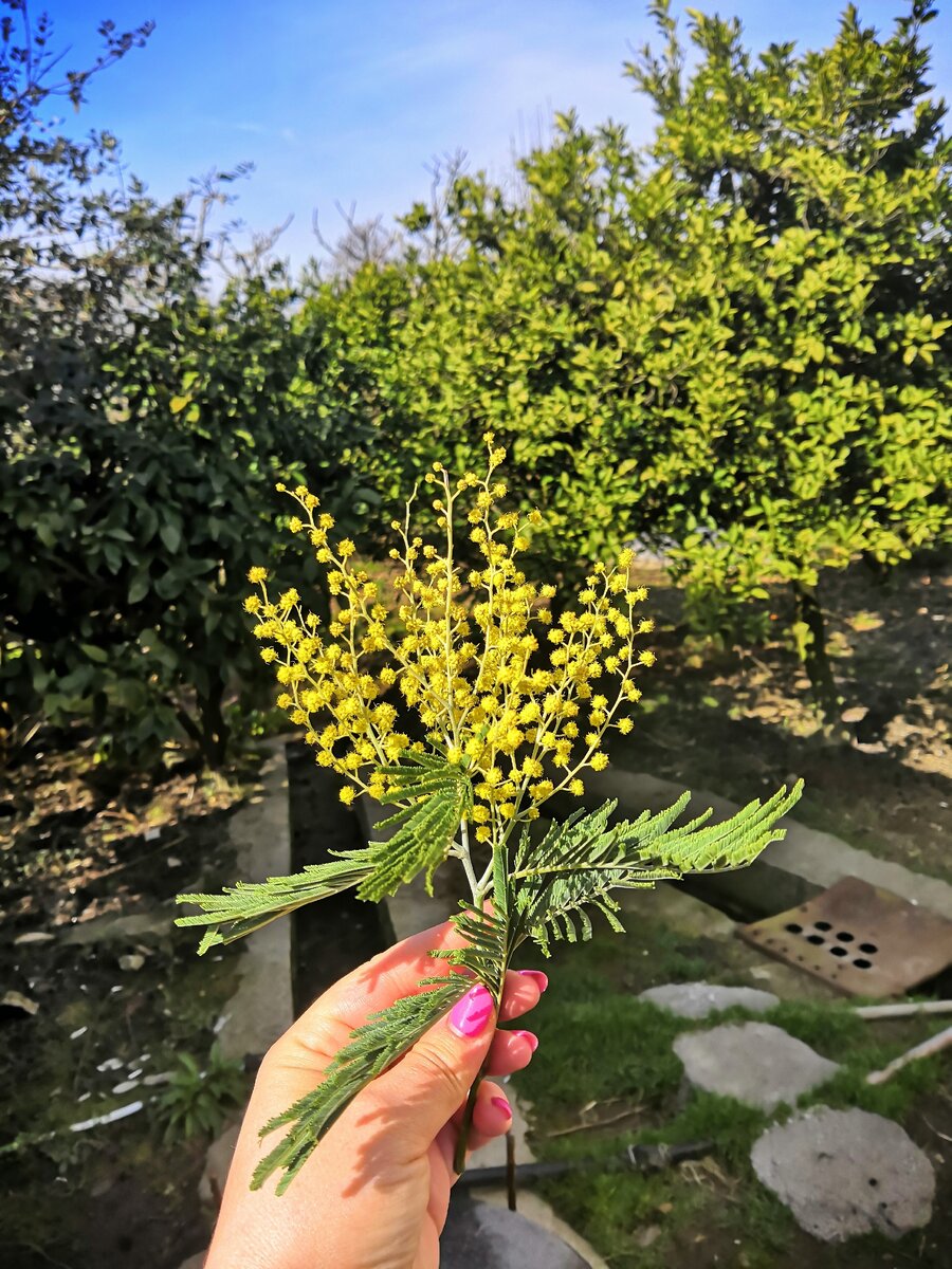 Мимоза в абхазском саду