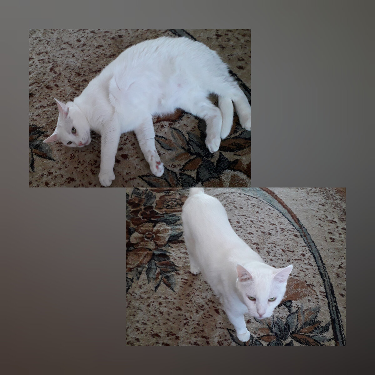 Снежок сейчас. Позировать никак не хочет.