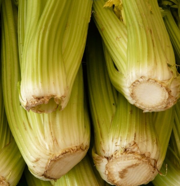 Фото стеблевой сельдерей.