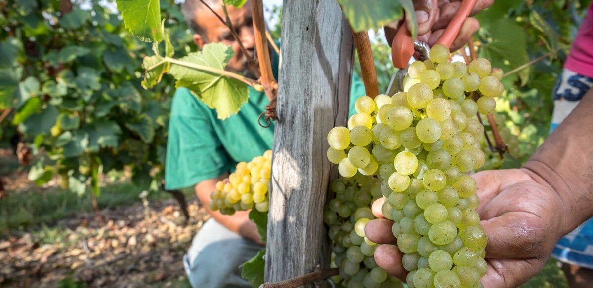 © Etienne Ramousse/Inter Beaujolais