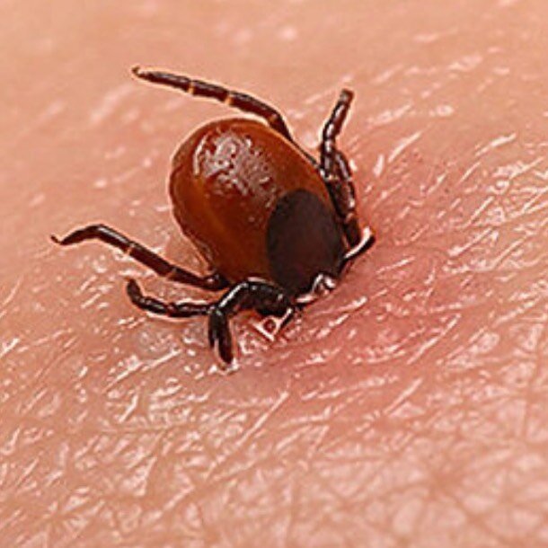 Клещи Клещи хладнокровные. Самостоятельно регулируют температуру тела: тепло - активны, холодно - впадают в спячку. В таком состоянии они переносят экстремально низкие температуры. t+5 просыпаются. Любимая температура +15. Если выше - активность замедляется, поэтому пик весной. Берегите себя. 