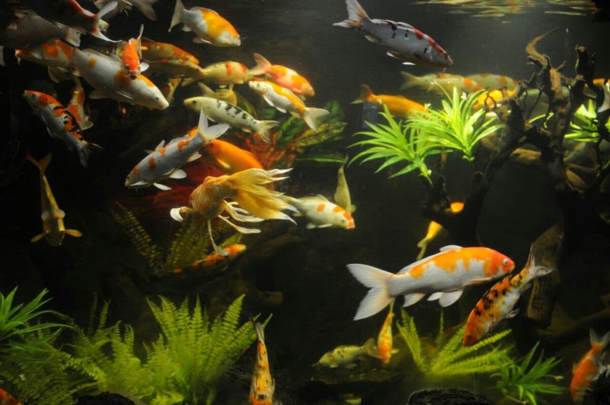 Фото автора.