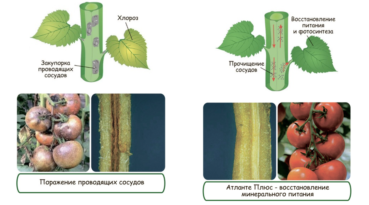 фото взято из открытых источников для иллюстрации