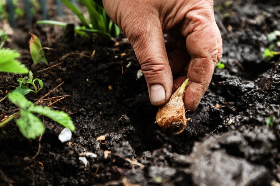 Что сажают в конце апреля. Flower in Soil. Soil for Flower.