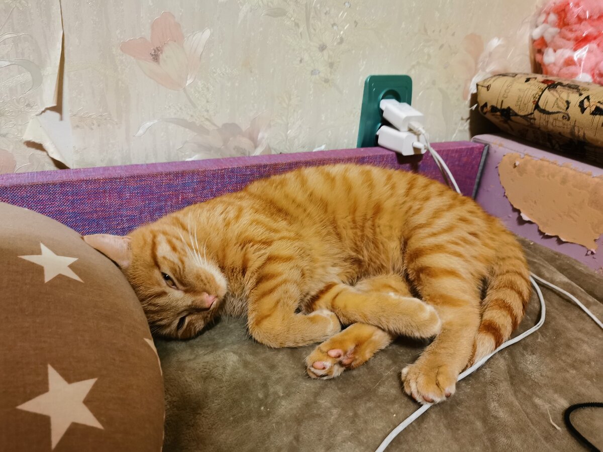Сонный кот. | Жизнь кота Котофея. | Дзен