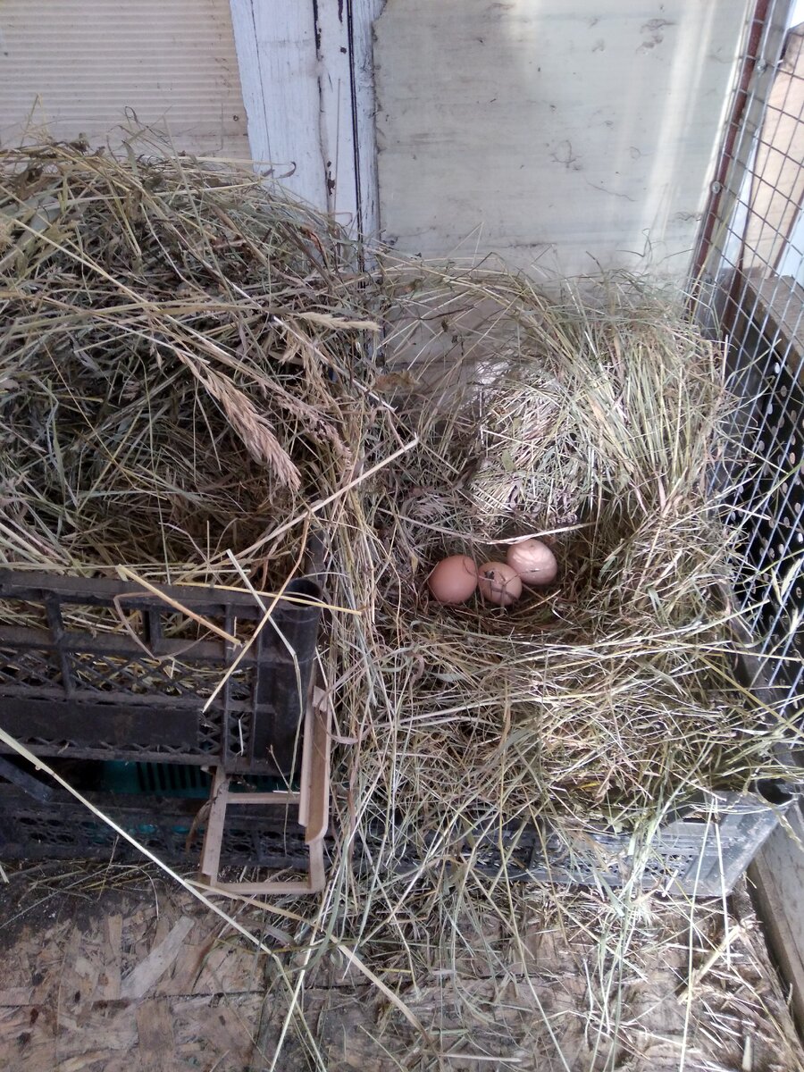 Кинула охапку сена на ящики, а куры сами сделали себе гнездо)