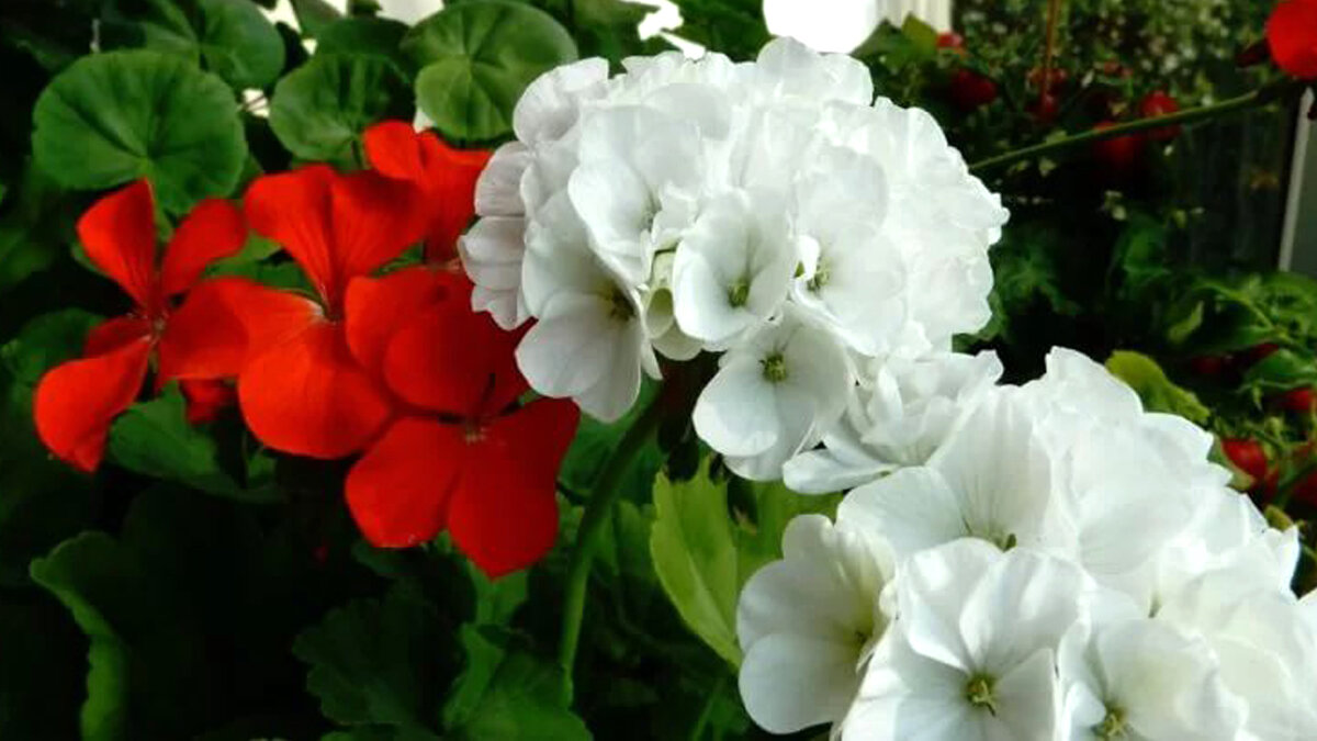 Зональные пеларгонии