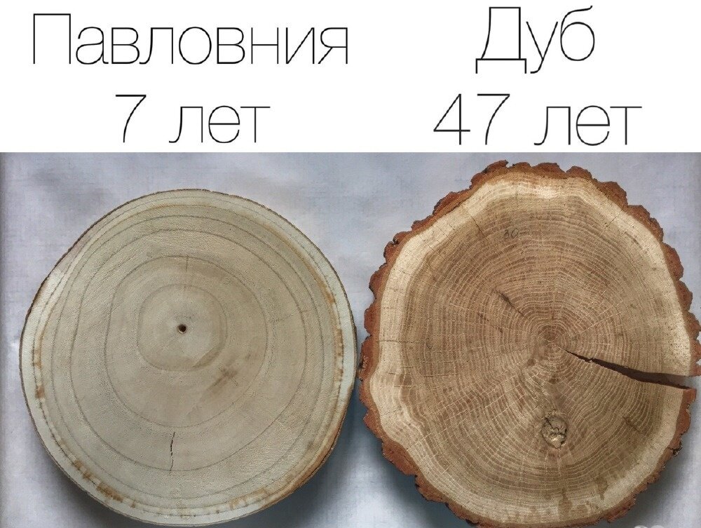 Павловния растет очень быстро: уже через 6-7 лет с каждого корня получают не менее 1 куб.м. ценной древесины. 