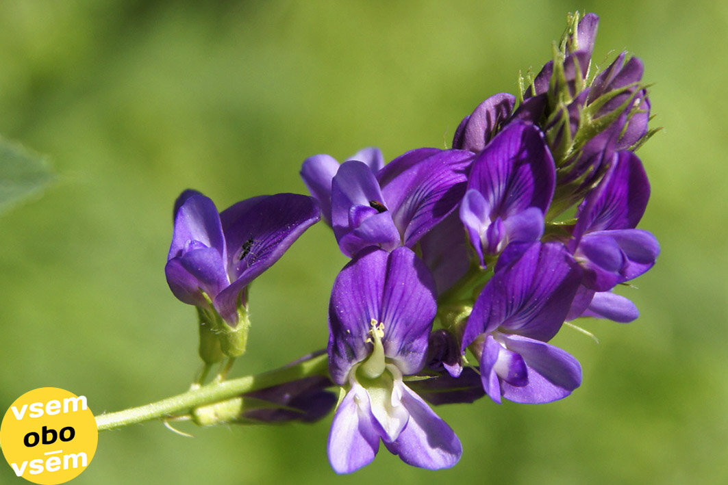 Многолетняя трава люцерна