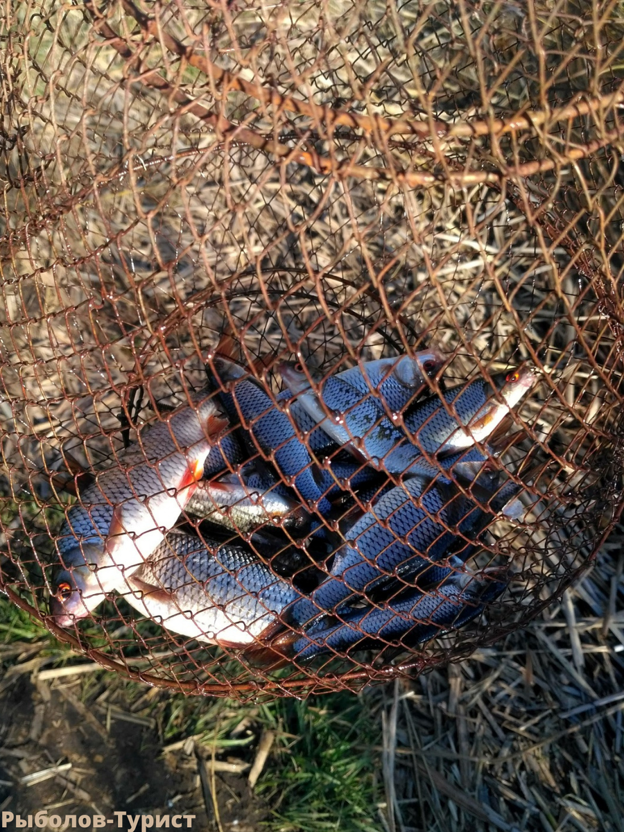 Открытие фидерного сезона на городском озере.