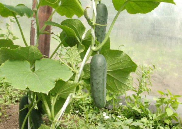 Женщина с огурцом. Горох в огороде. Загораем на даче на грядках. Женщина на даче прикол. Соседка огурцом.