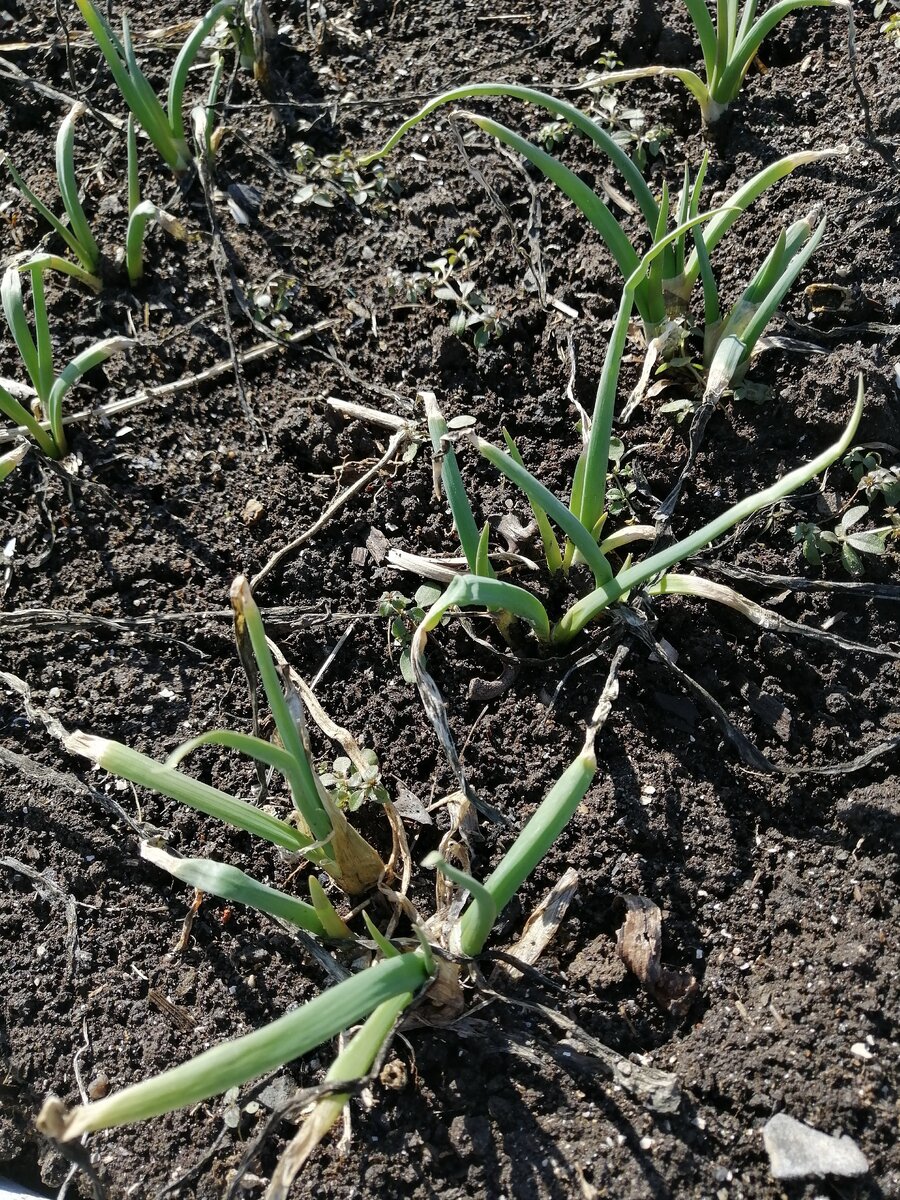 11 апреля "21 г/ фото автора.