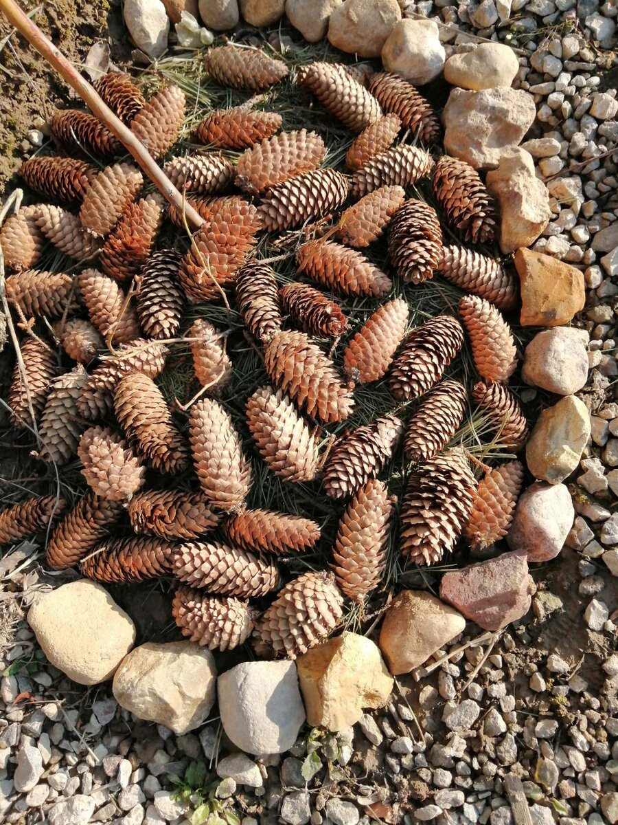 Сын мульчировал голубику