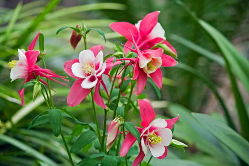 Аквилегия. (Фото используется по стандартной лицензии ©ogorodnye-shpargalki.ru)