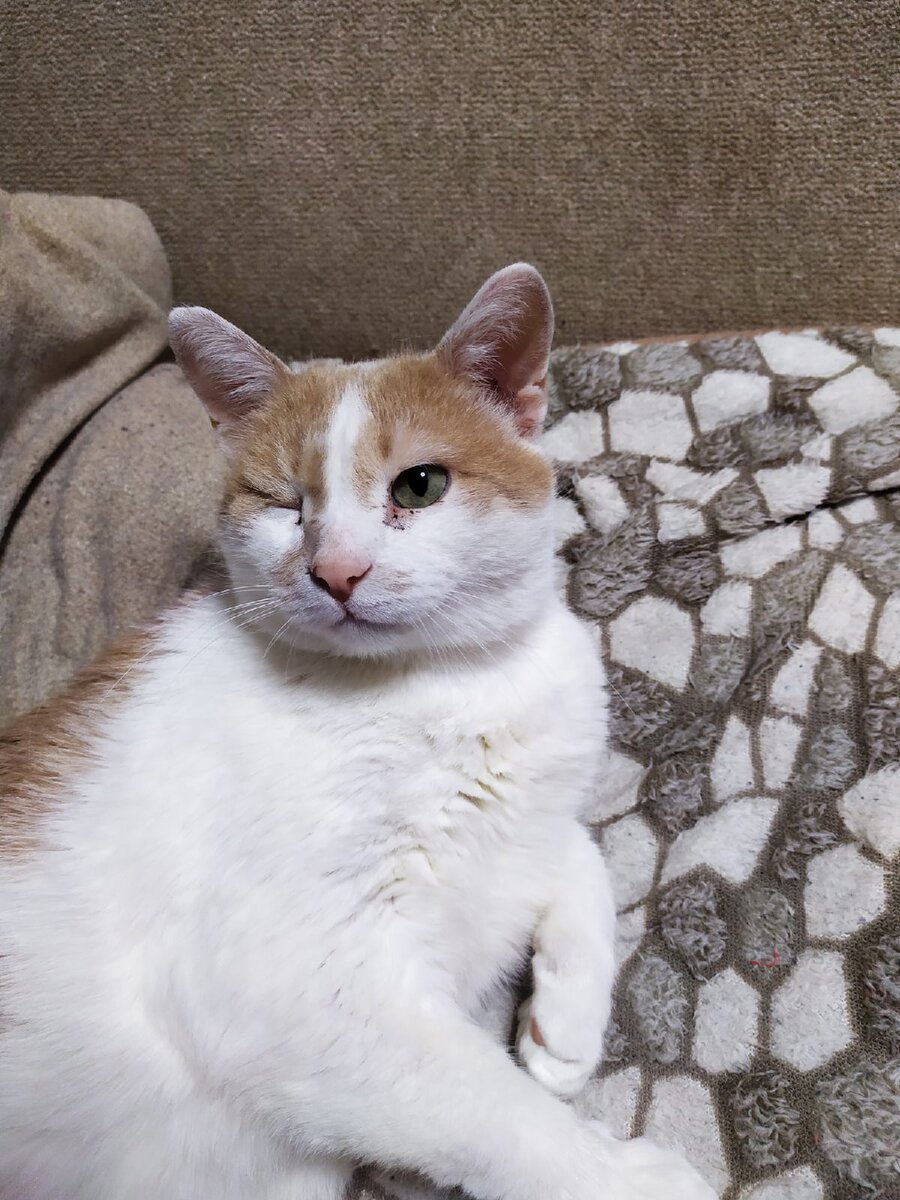 Какие проблемы блохи несут для кошек