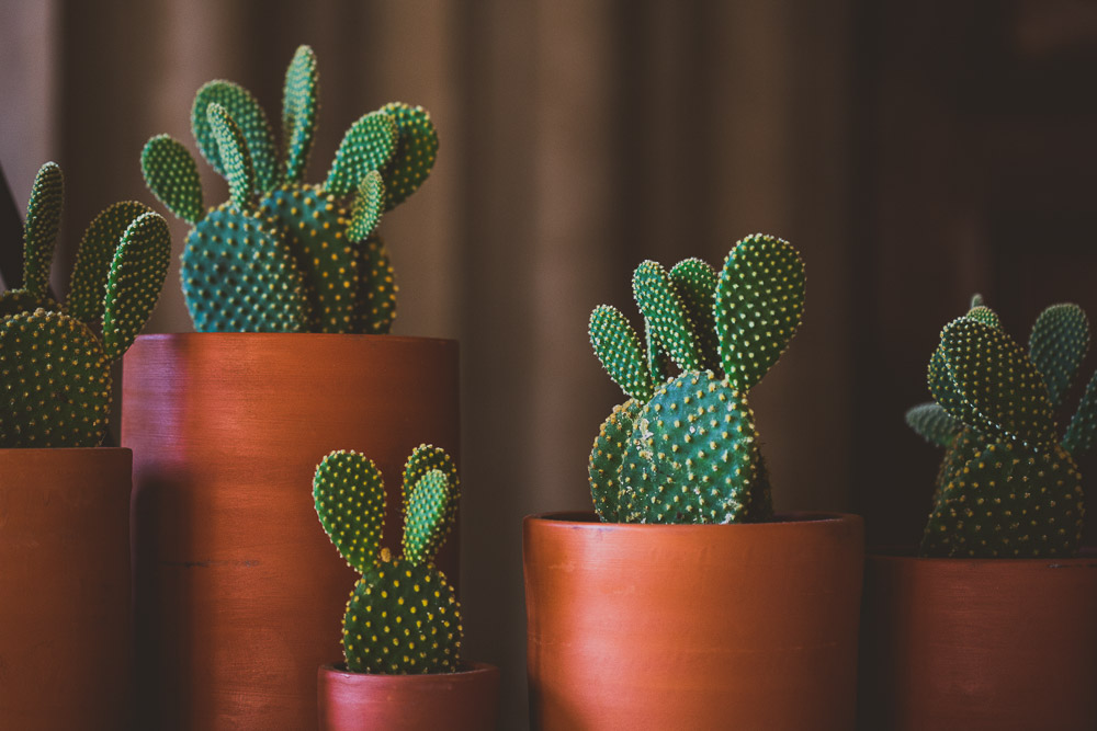 Кактус придает дому приятную атмосферу. (фото industry60plus.ru) 