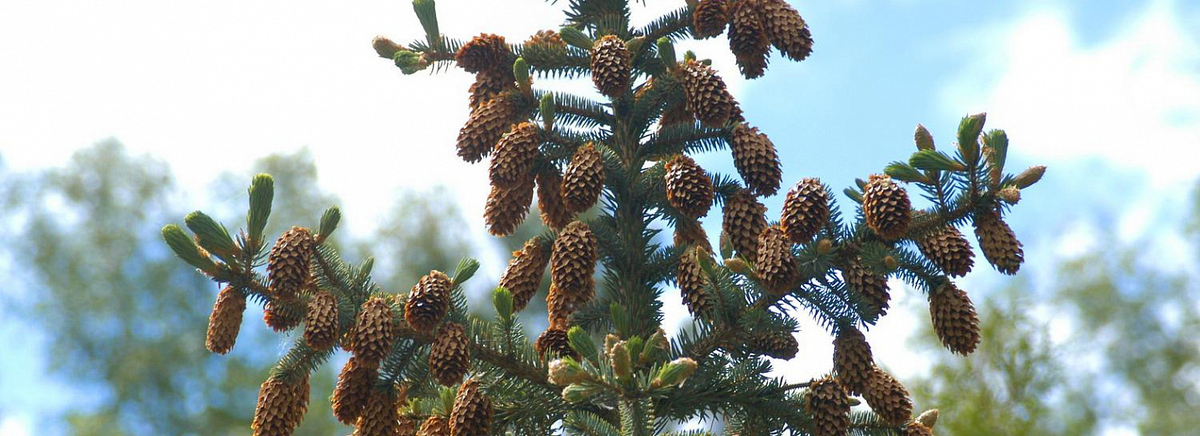 Фото: nsknews.info