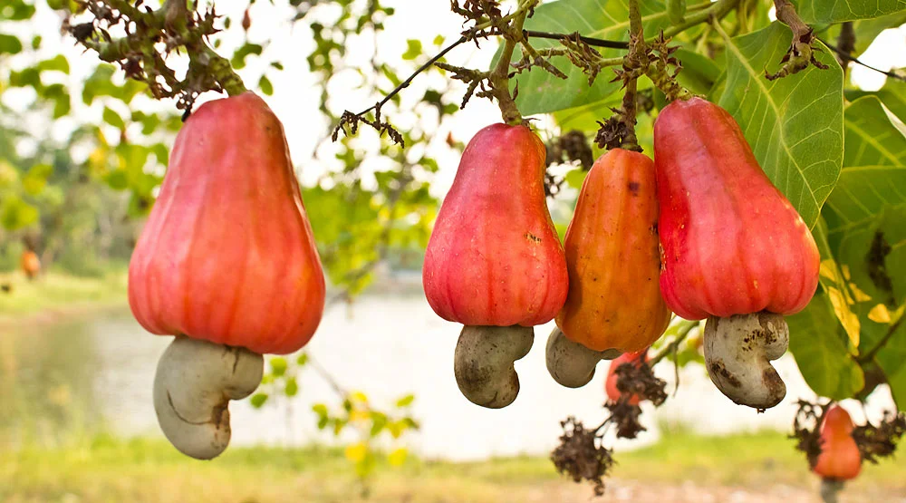 А так вот кешью растут