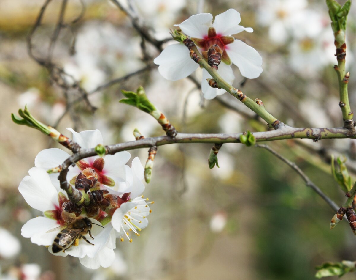 Пчёлки за работой на абрикосе.