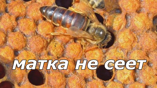 Что делать, если матка не сеет?