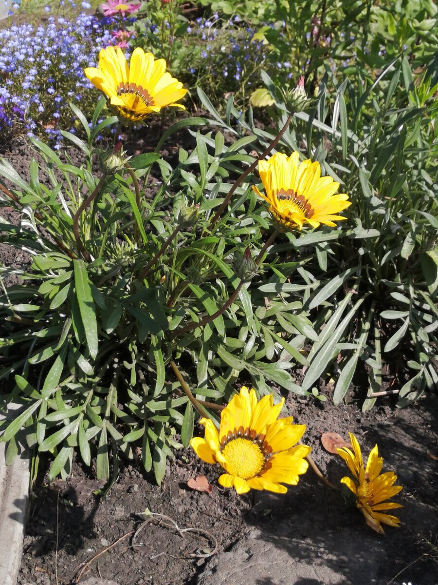 Не очень хорошо видно, но обычно бОльшая часть цветоносов ведет себя именно так, как два нижних. 