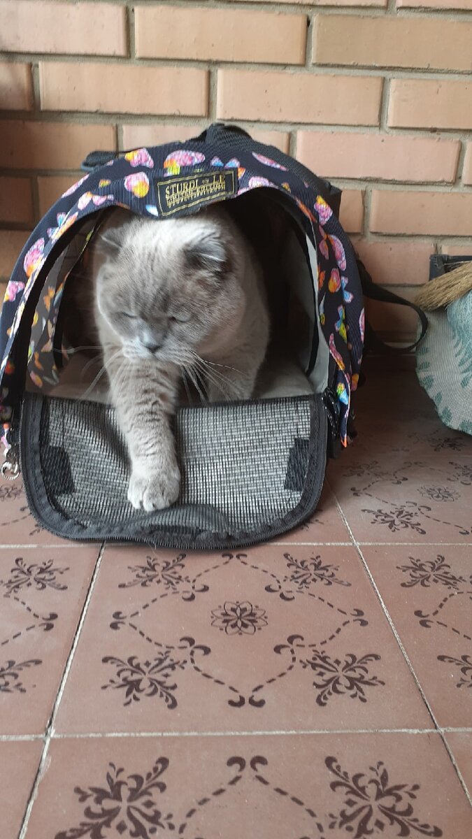 А это он дома.