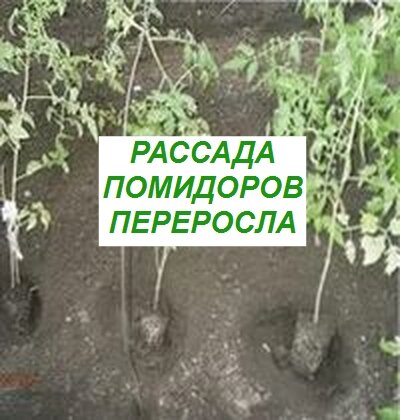 рассада помидоров переросла