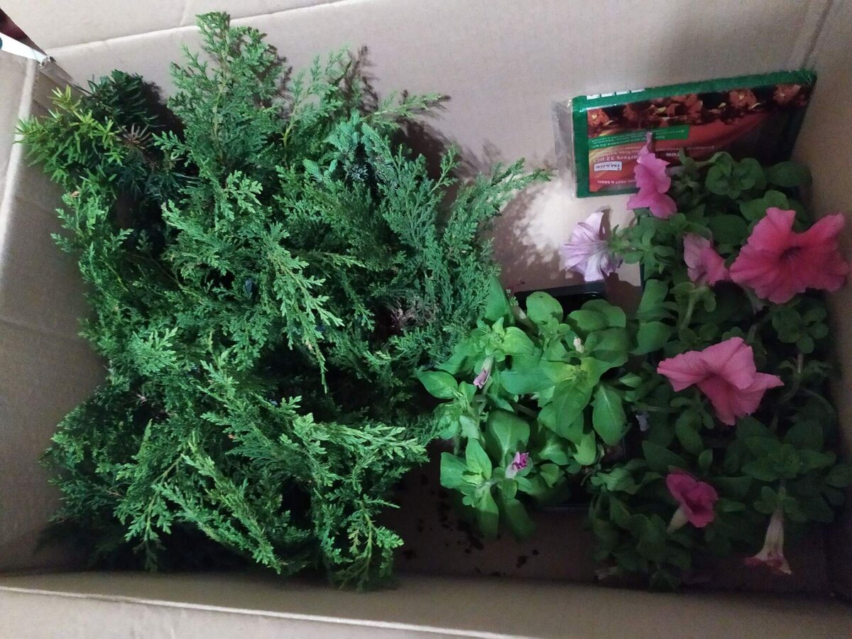 в таком виде привезли заказ (авторское фото)