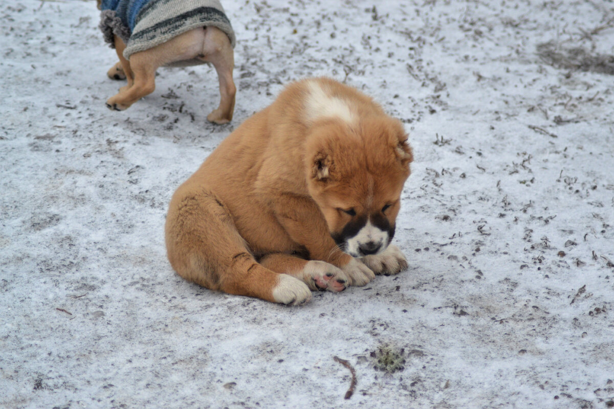Последний сынок Сары  Гульзар (фото из личного архива)