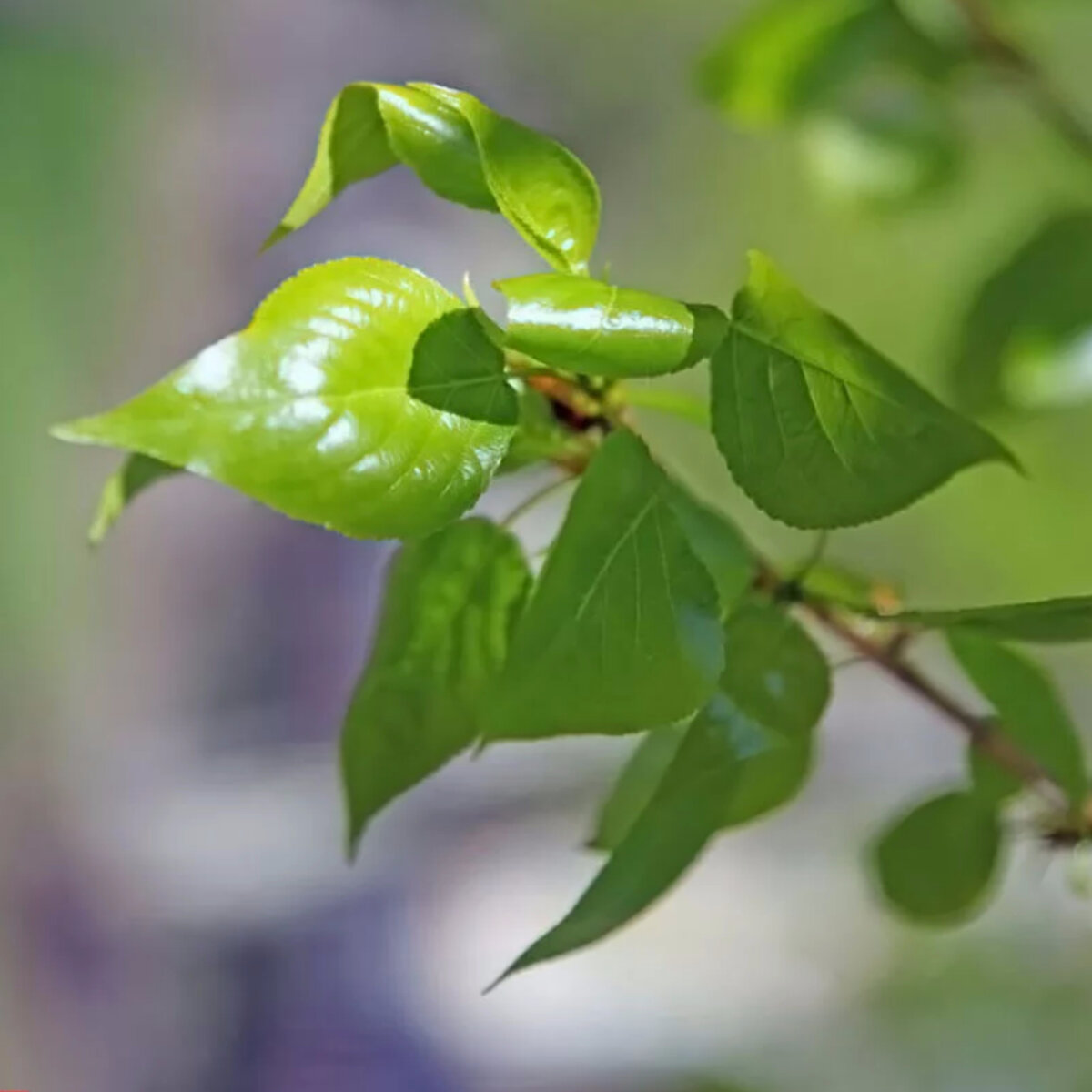 МАЙ. ВЕЧЕР...