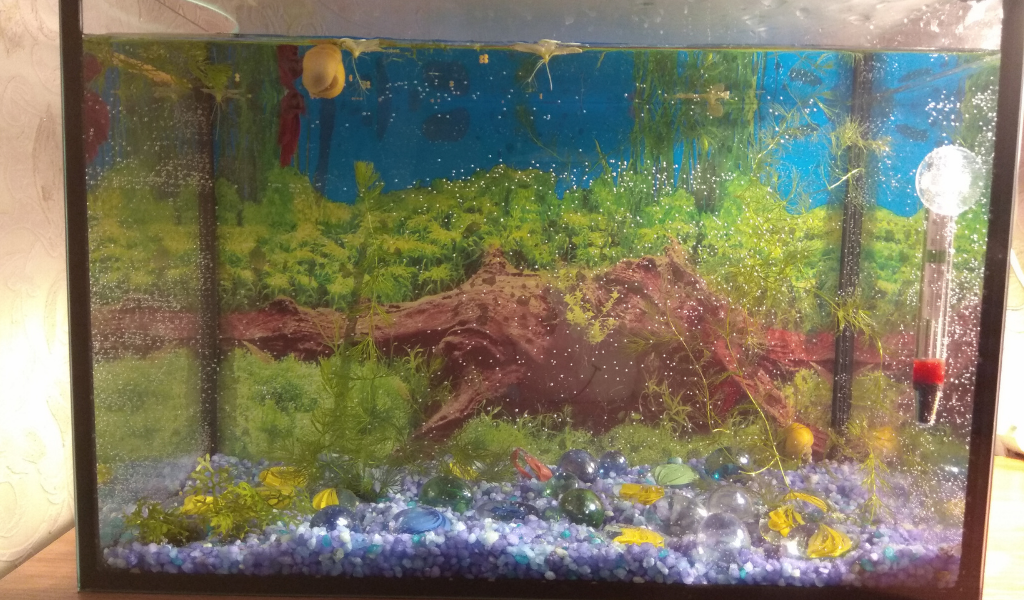 Аквариум с улитками и рыбками. Подарок ребенку на день рождения.