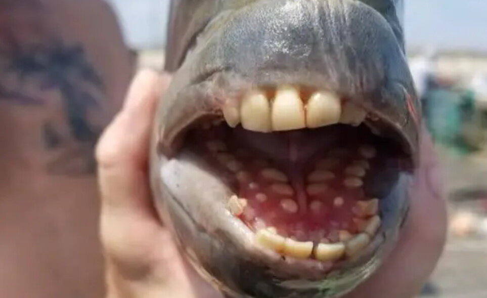 что за зверь, похоже рыба (фото Facebook Jennette,s Pier)