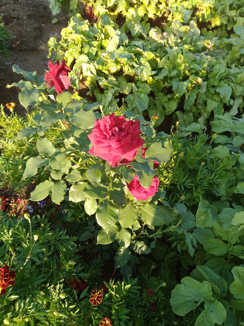 роза 