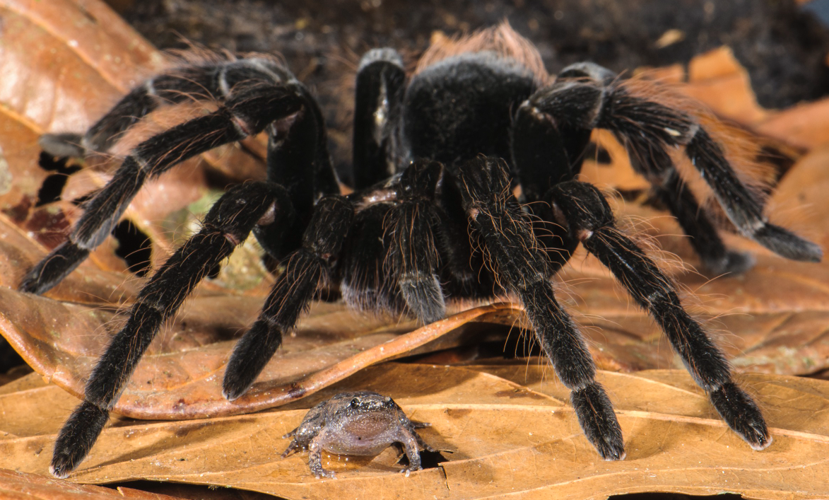 Когда меня обидели и я зову старшего брата