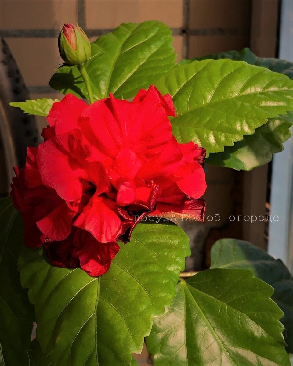 Китайская роза весь год раздражает, но как зацветет, сразу все обиды прощаю