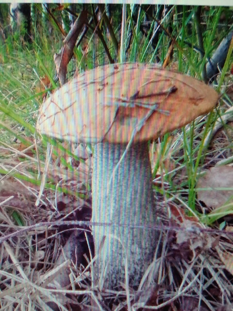 КРАСНОГОЛОВИК!