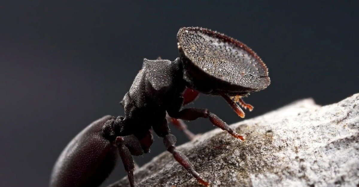 Фотография взята из интернета. 