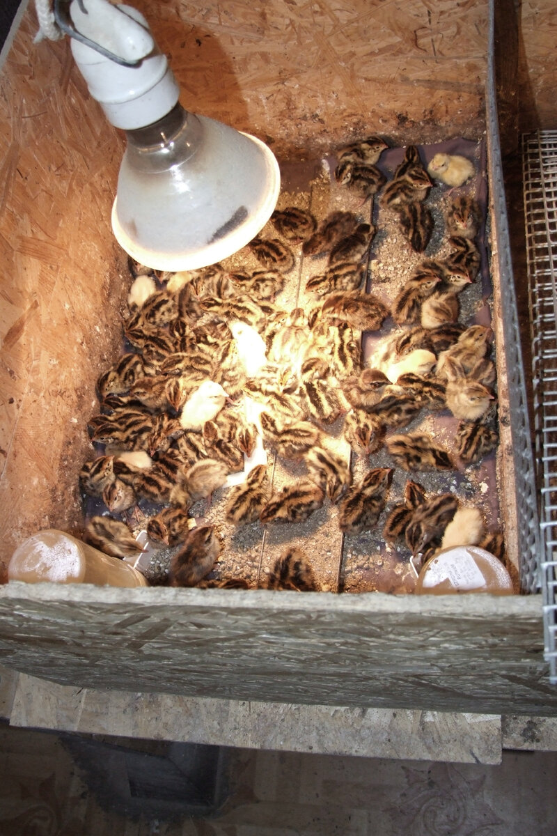 Новое поколение. Фото автора 