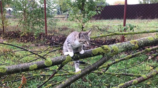 Котёнок растет на глазах и уже проявляет свой характер