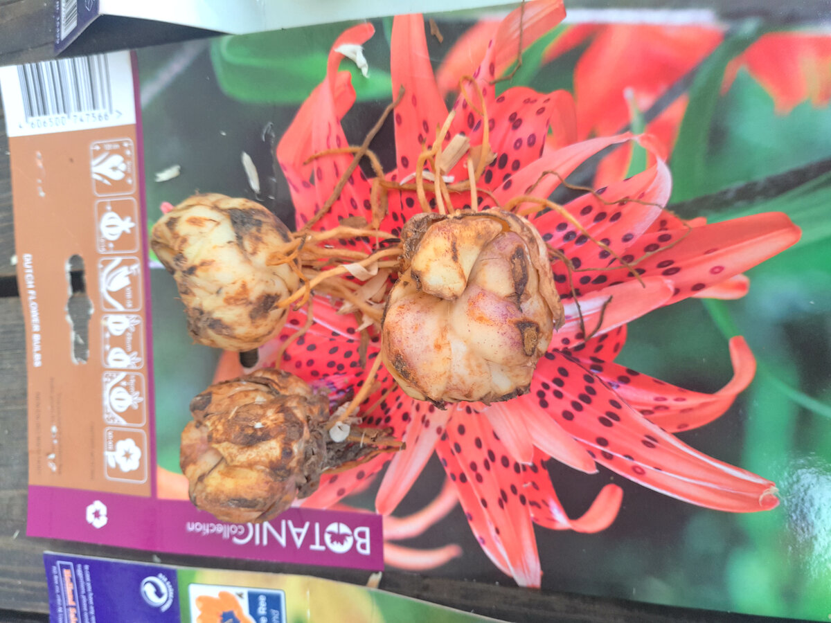 Посадка луковиц лилий с ростками | Блог магазина