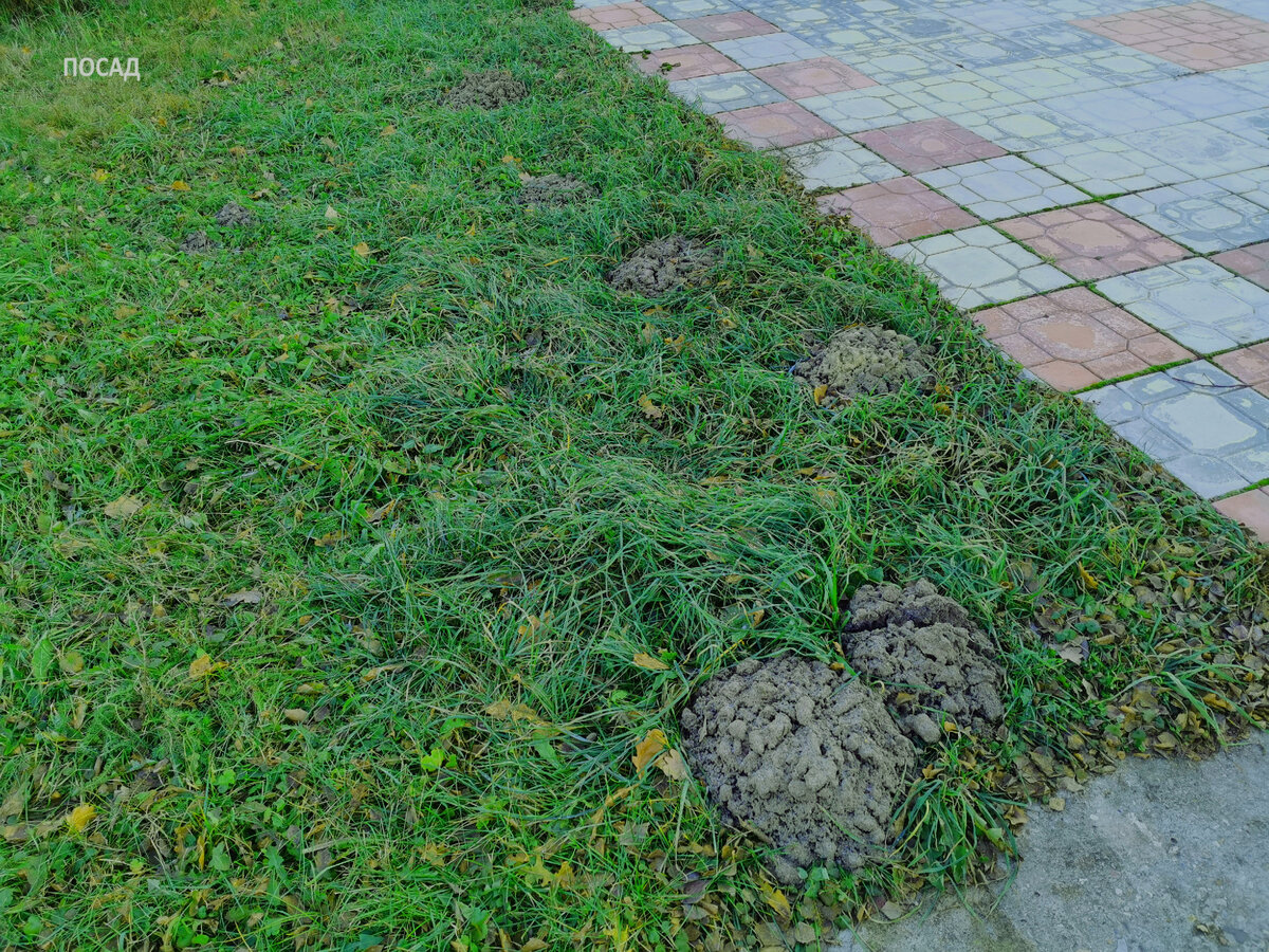И так вдоль всей площадки. Приехав на дачу и оценив масштаб разрушений, наведённых кротом, мы ахнули.