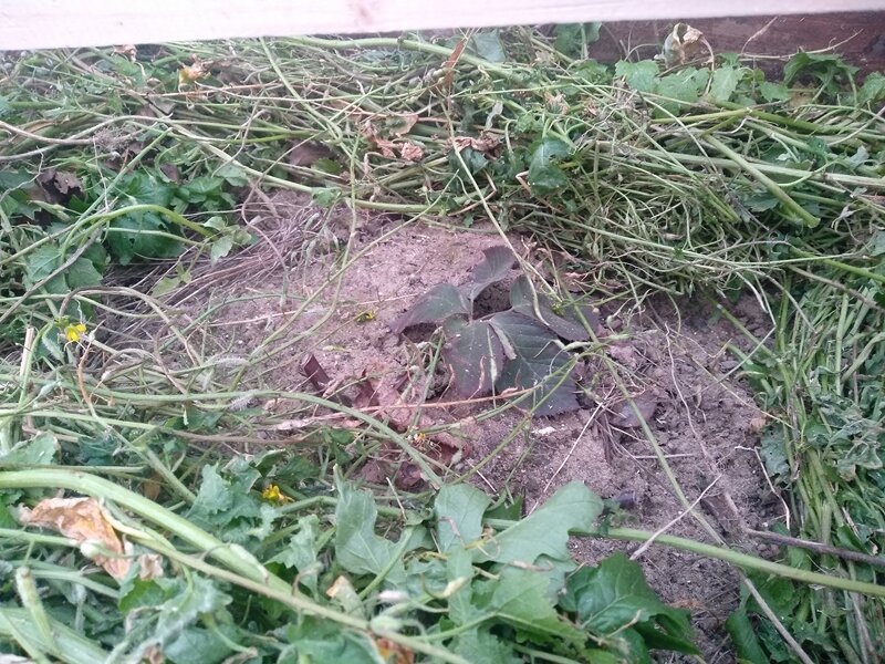 Малюсенький саженец ежевики. Ноябрь 2021 г.