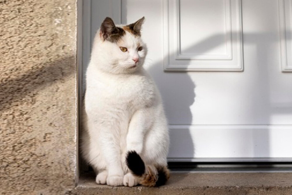 Неприватизированная квартира в наследство, как можно получить?