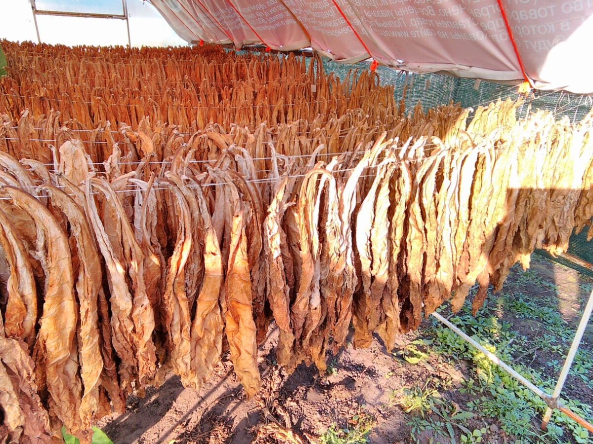           Сушка фермерского табака