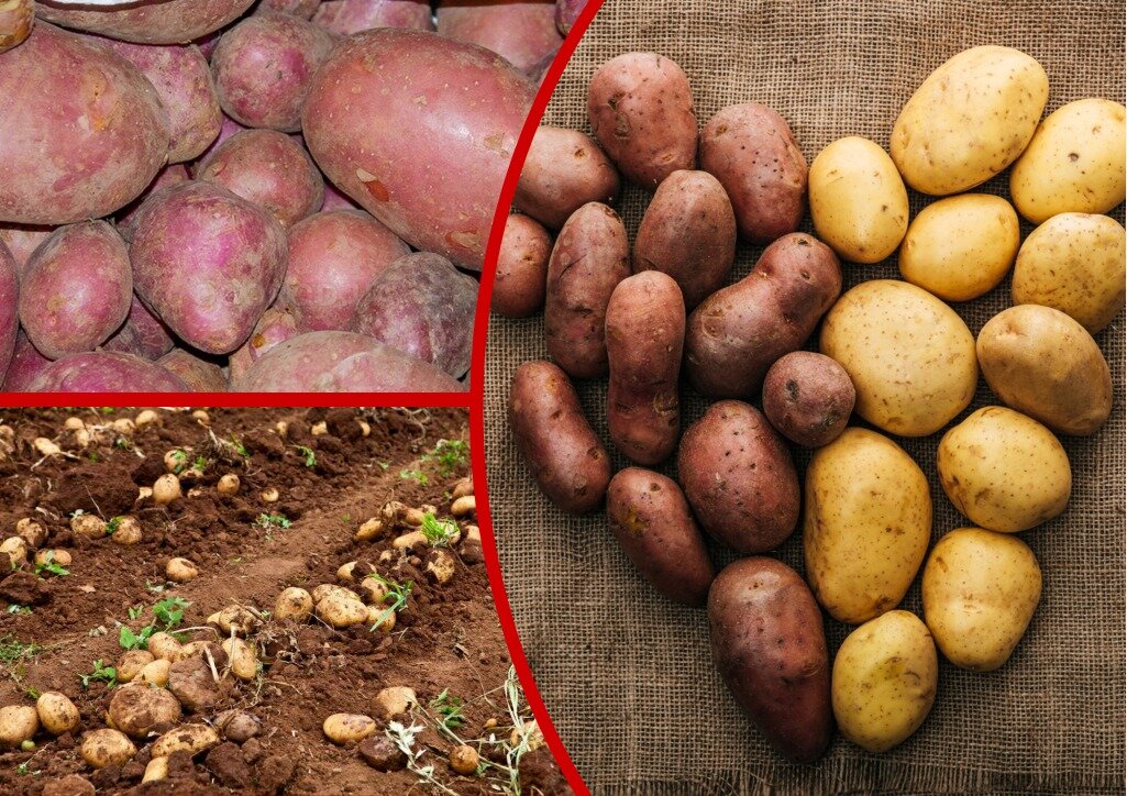 Сорт картофеля синильга. Разваристый картофель. Разваристые сорта картофеля. Разваристые сорта картофеля. Картофель сорт шершавка.