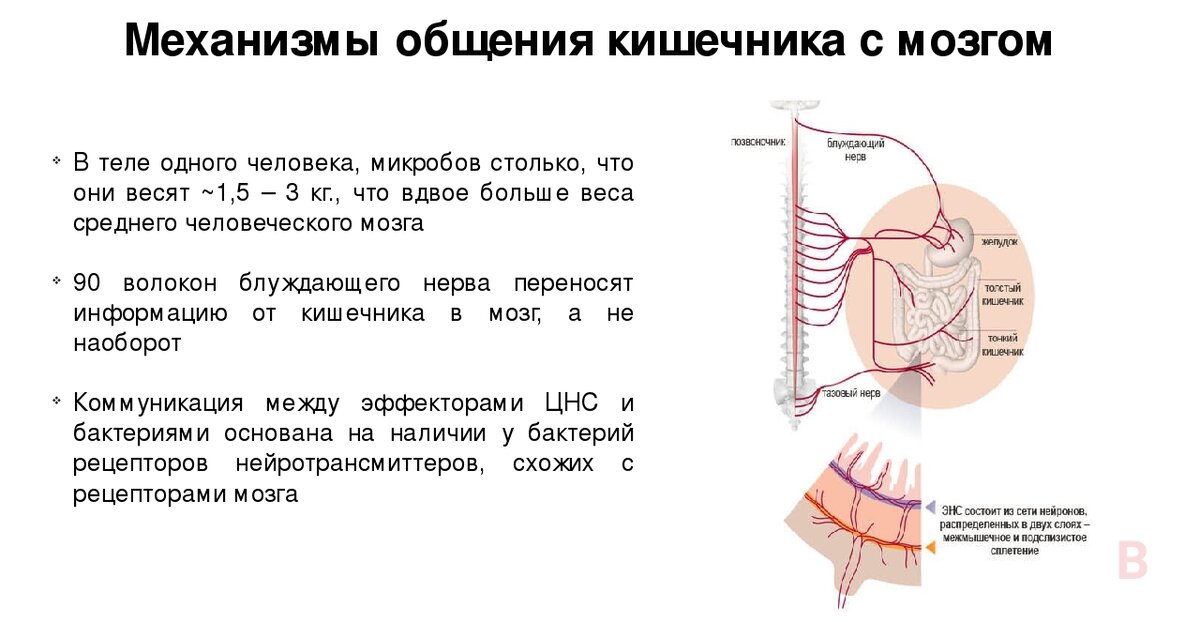 Ось кишечник мозг схема