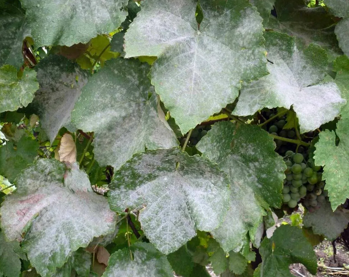 Мучнистая роса. Фото используется с сайта vinogradom.com