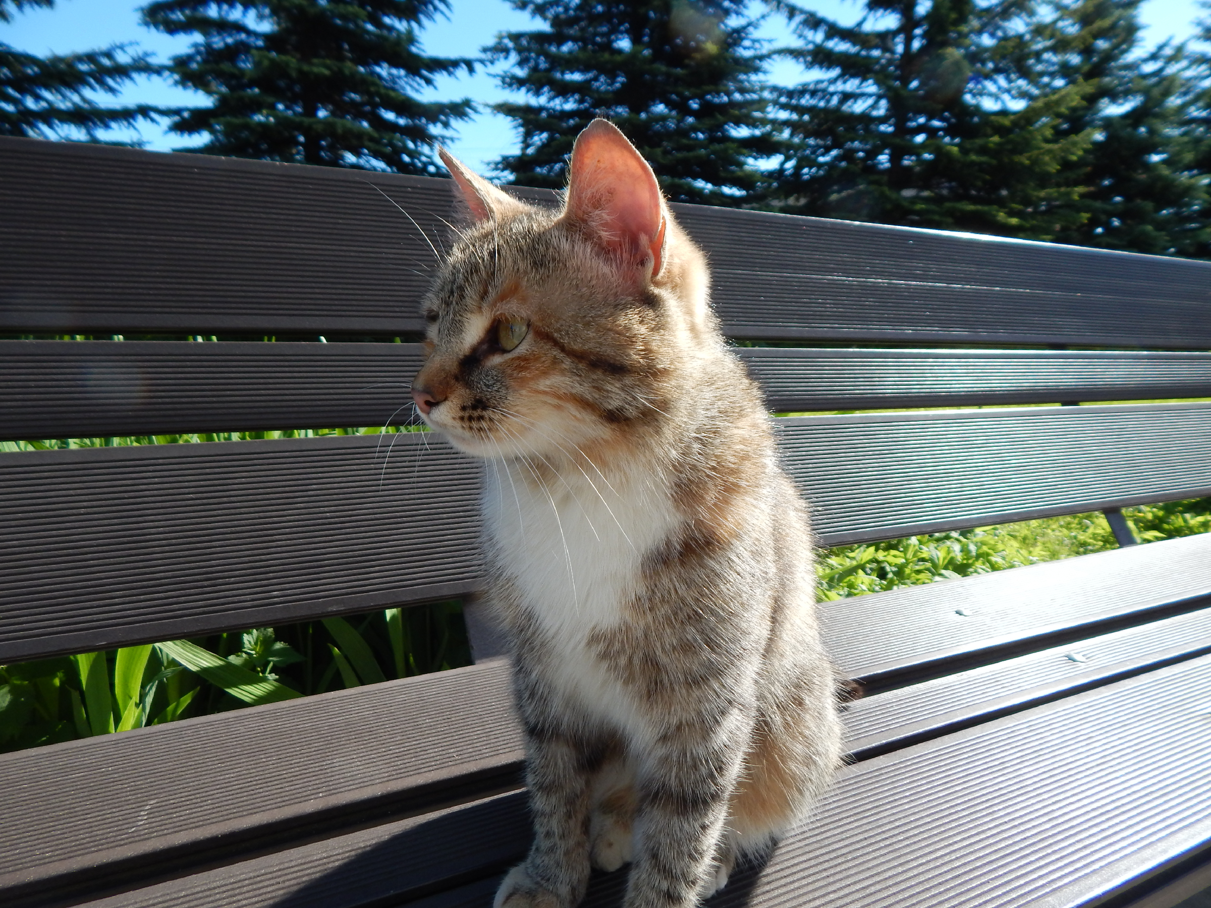 Котики России.))3