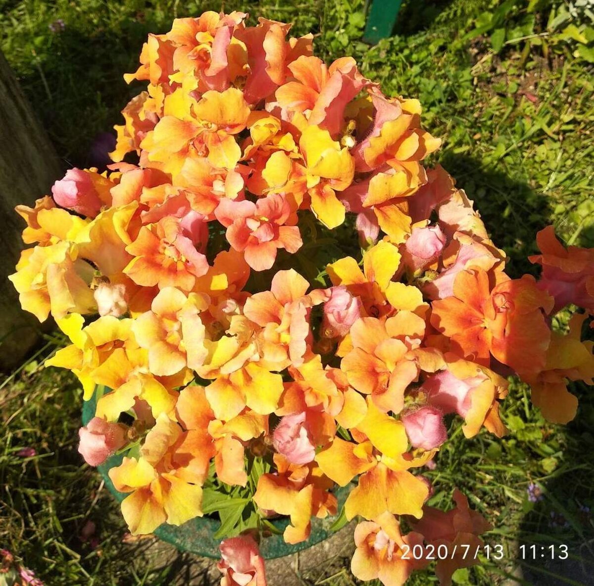 антирринум твинни бронз