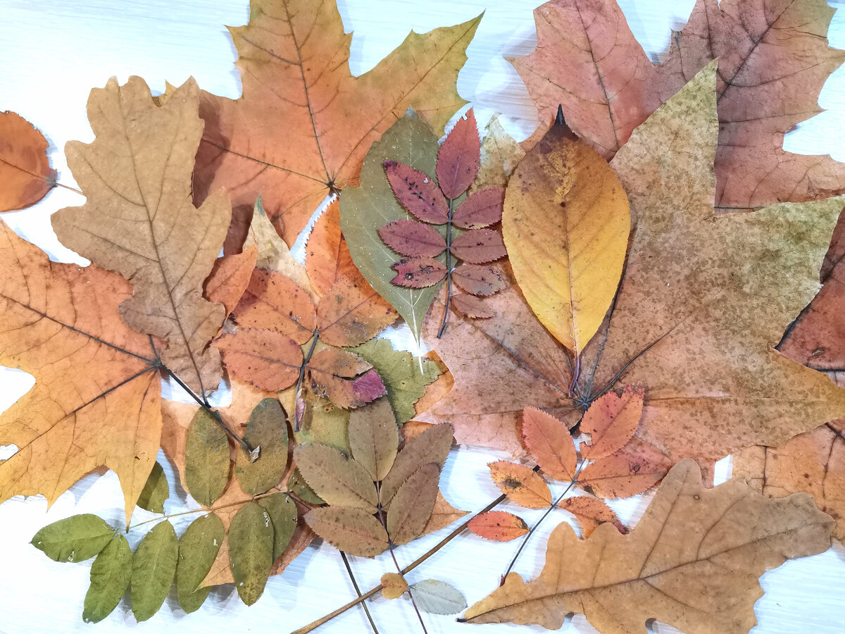 Сухие листья